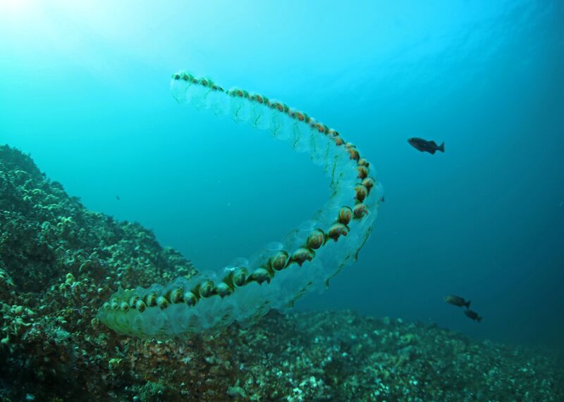 File:23 salpchain frierson odfw (8253212250).jpg
