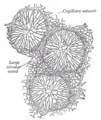 Thumbnail for version as of 17:28, 18 May 2026