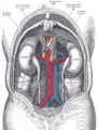 Median sacral artery