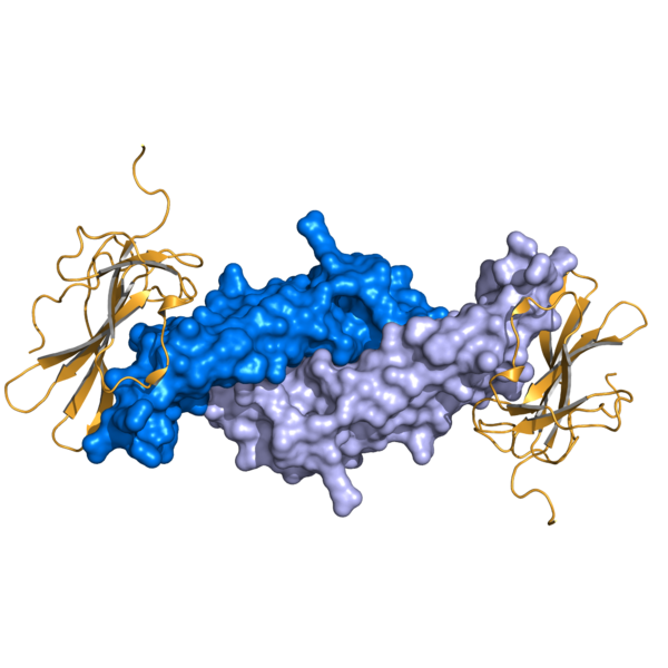 File:AMH & AMHR2.png
