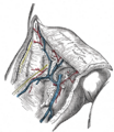 Superficial epigastric artery