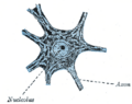 Illustration of a cell in interphase