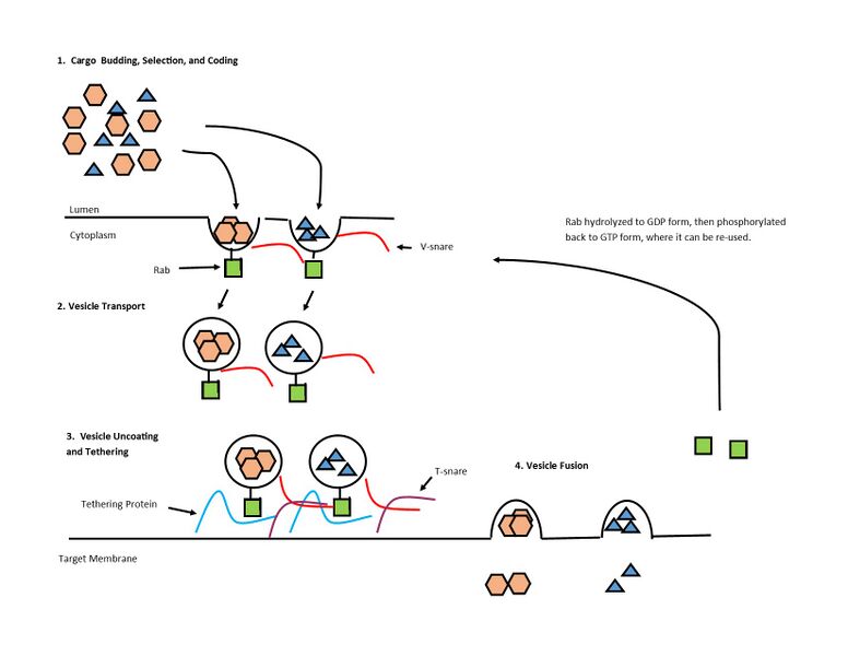 File:RAB protein vesicle transport.jpg
