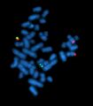 Cytogenetics