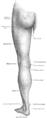 Muscles of the anterior femoral region