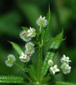 Galium aparine flowers