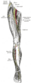 Obturator nerve