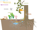 Mycorrhizal network