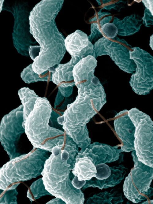 ARS Campylobacter Jejuni