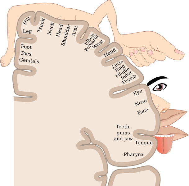 File:Sensory Homunculus-en.svg