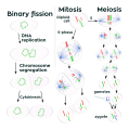 Cell (biology)