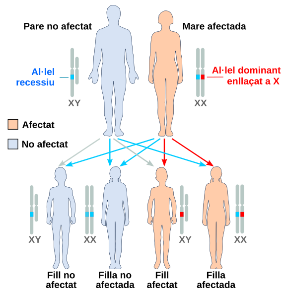 File:X dominant affected mother-ca.svg