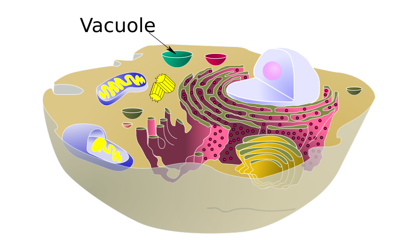 File:Biological cell vacuole.svg
