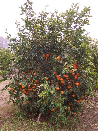 File:Kinnow tree.JPG