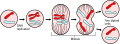 Thumbnail for version as of 22:31, 8 June 2026