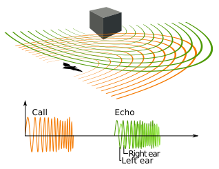 File:Animal echolocation.svg