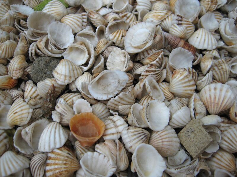 File:CoquillagesFadiouth.jpg