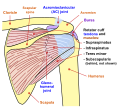 Shoulder joint back-en