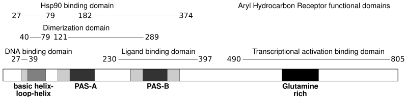 File:AHR functional domains.svg