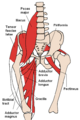 Anterior view of hip muscles