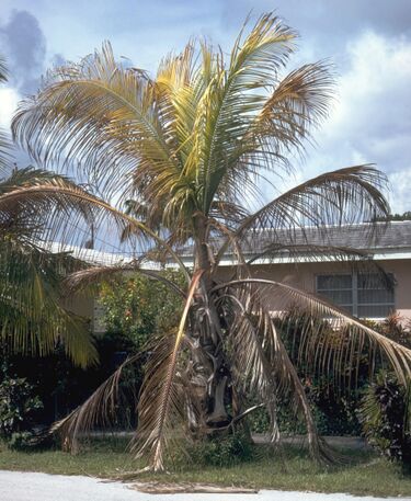 File:Coconutlethalyellowing.jpg