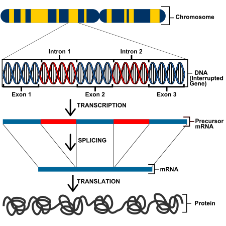 File:Eukaryotic Transcription.svg