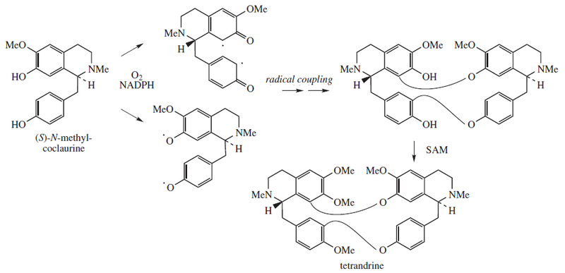 File:Tetrandrine proposed biosynthesis.png