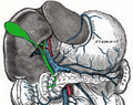 Diagram of the bile bladder and associated structures