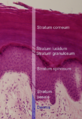 Epidermis