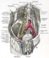 Obturator nerve