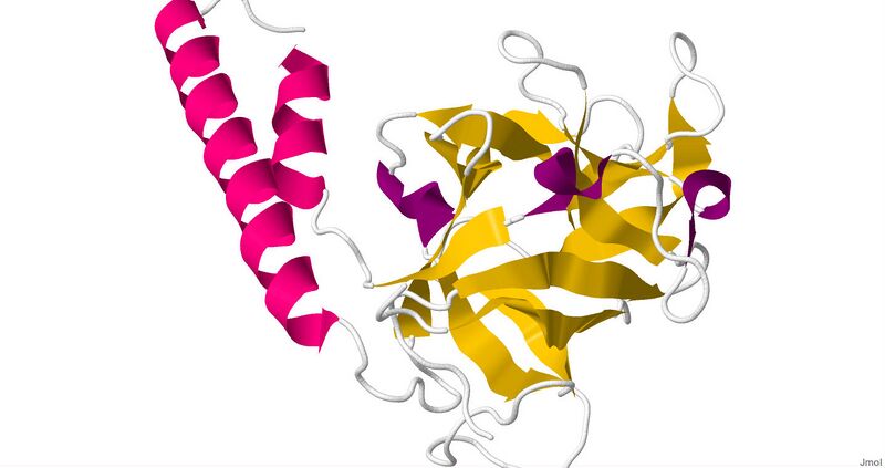 File:1XZZ.pdb.jpg