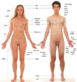 Anterior_view_of_human_female_and_male