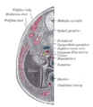 Sympathetic ganglia