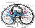Pulmonary artery