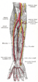 Anterior ulnar recurrent artery