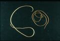 Protostome