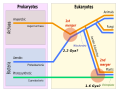 Eukaryote