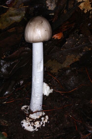 File:Amanita arocheae 353827.jpg