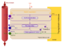 Thumbnail for version as of 13:40, 8 June 2026