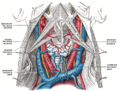 The veins of the thyroid gland.