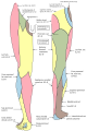 Dermatomes of the Lower Limb