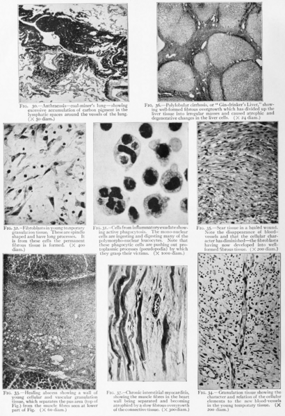 File:Pathology-plate.png