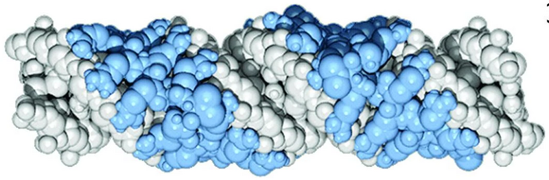 File:Protamine-DNA model.png