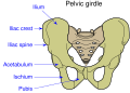 Illustration of the pelvic girdle