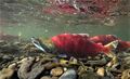 Thumbnail for version as of 22:24, 8 June 2026