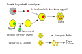 Cloning diagram