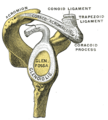 Conoid ligament
