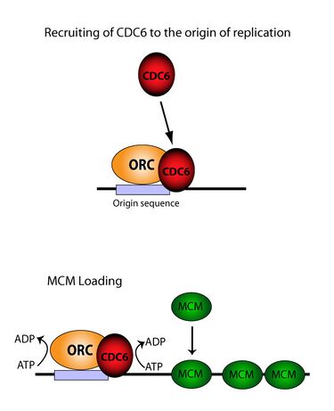 File:CDC6 Function.jpg
