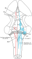 Principal sensory nucleus of trigeminal nerve