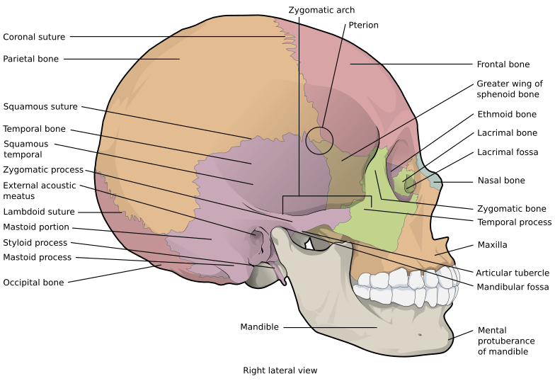 File:705 Lateral View of Skull-01.svg